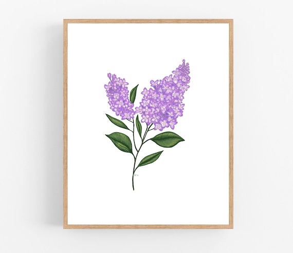 紫色のライラックのイラストプリント / 印刷可能 / アート / デジタル