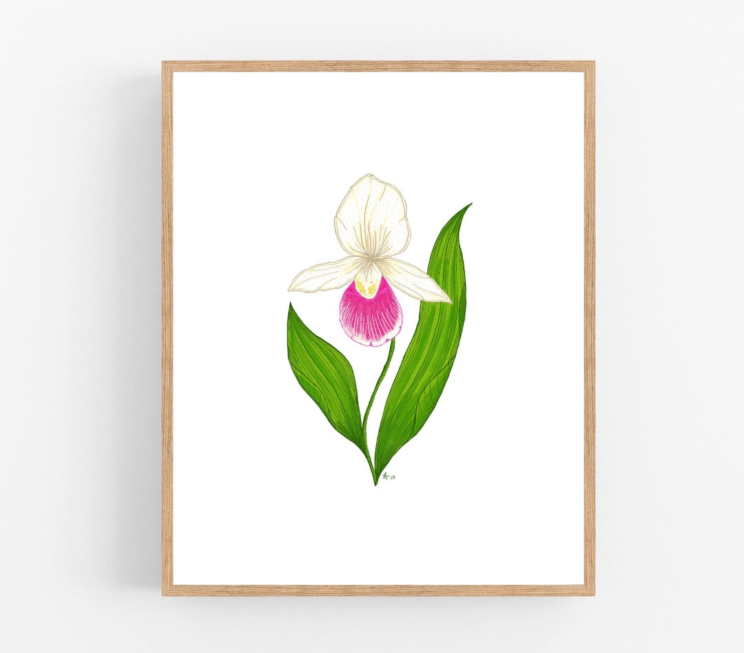 Pink and White Lady's Slipper Flower Illustration Print / Printable ...
