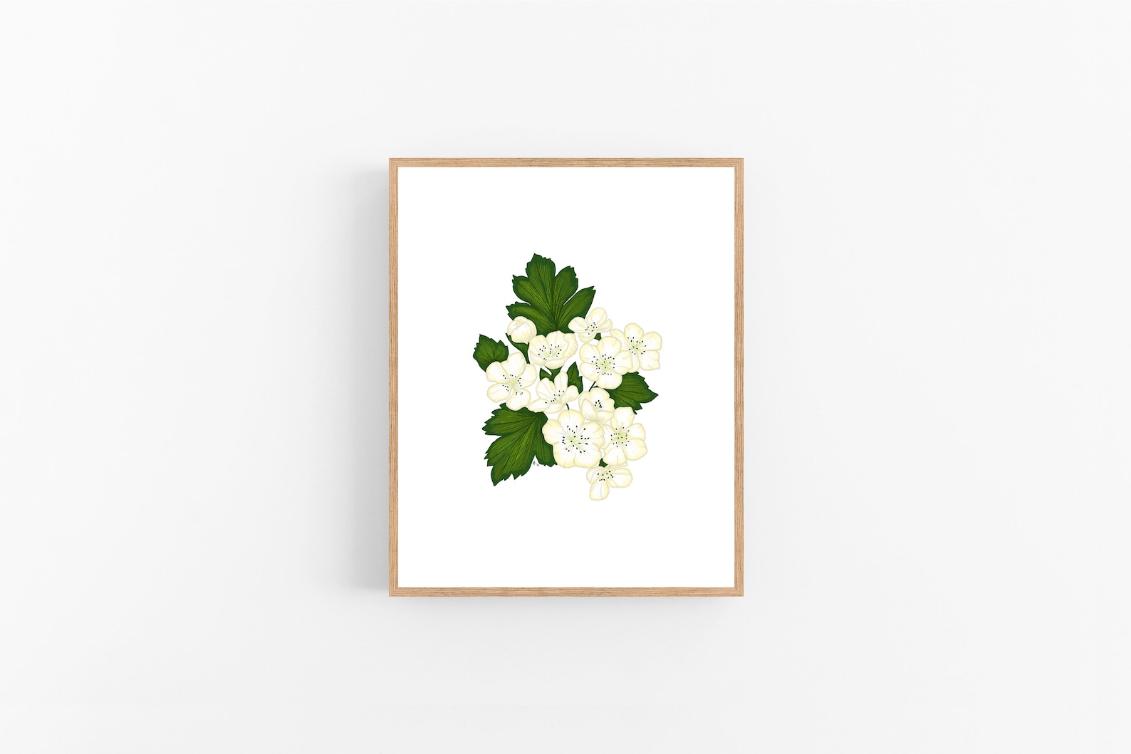 Hawthorn Flower Illustration / Printable / Art / Digital - Etsy