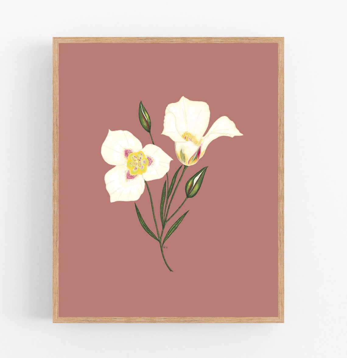 Sego Lily Illustration Print / Printable / Art / Digital Etsy