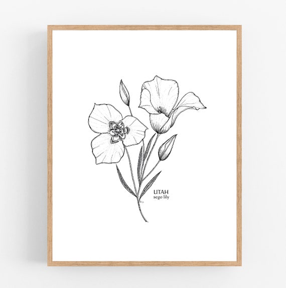 Utah Sego Lily Ink Sketch Print / Printable / Art / Digital Download /  Botanical Print / Utah State Flower / Flower Wall Art / Utah - Etsy
