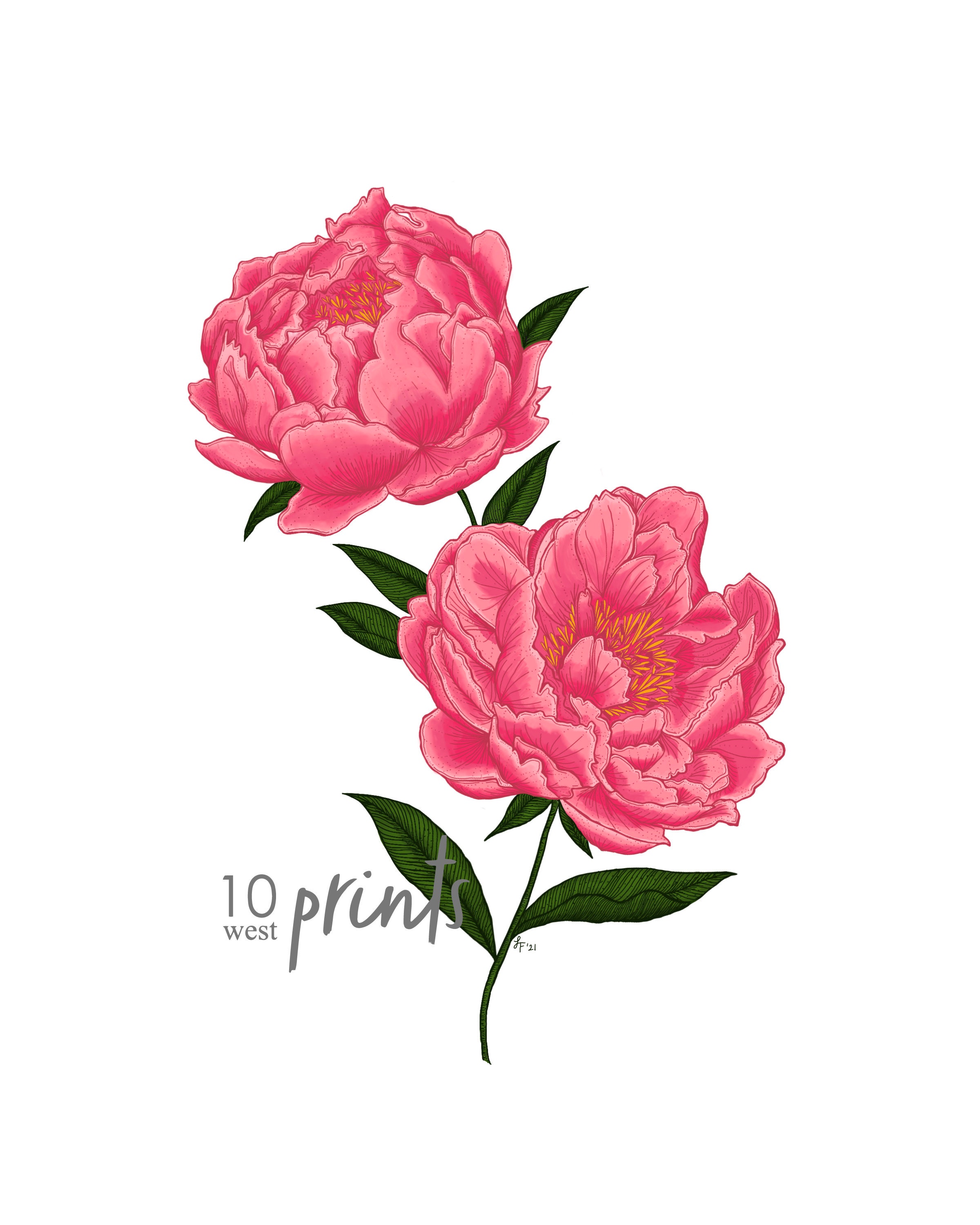 Peony Color Illustration Print / Printable / Art / Digital - Etsy