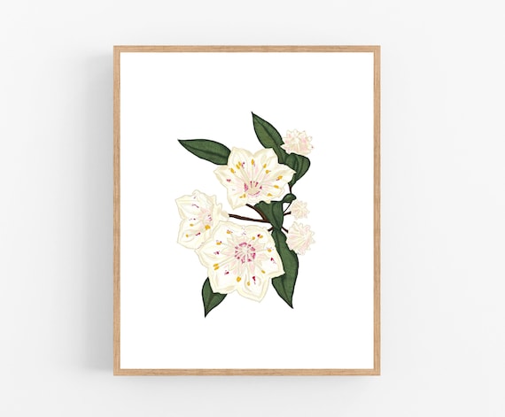 Mountain Laurel Color Illustration / Printable / Art / Digital | Etsy