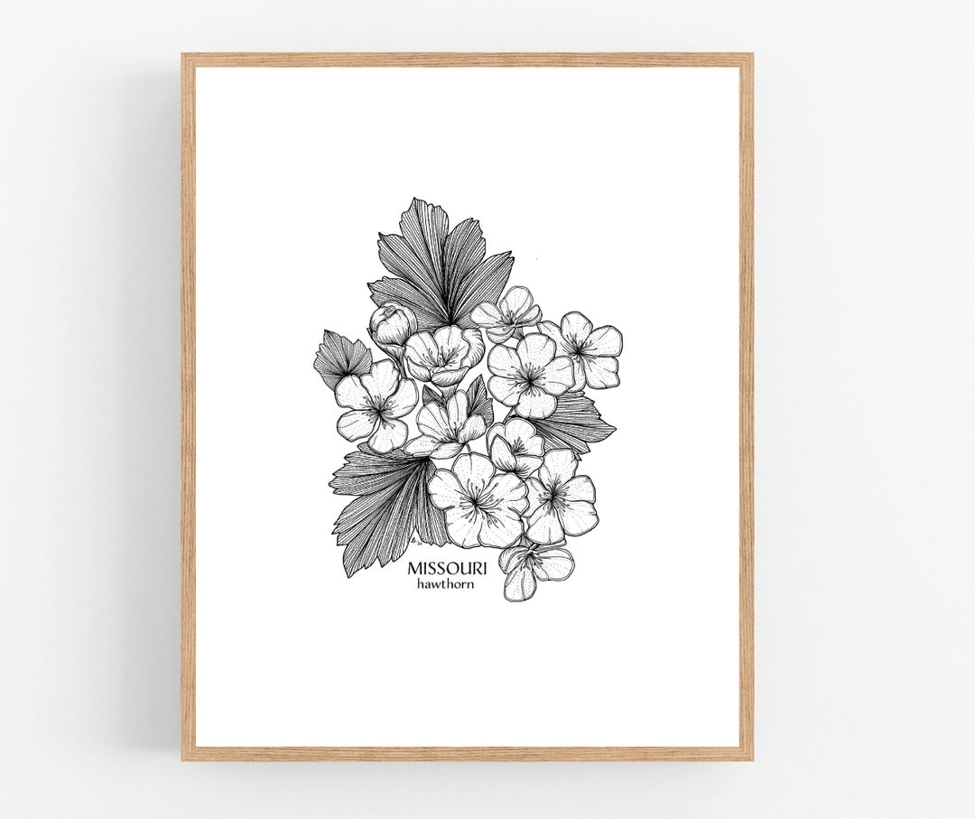 Missouri Hawthorn Ink Illustration / Hawthorn Flower Drawing