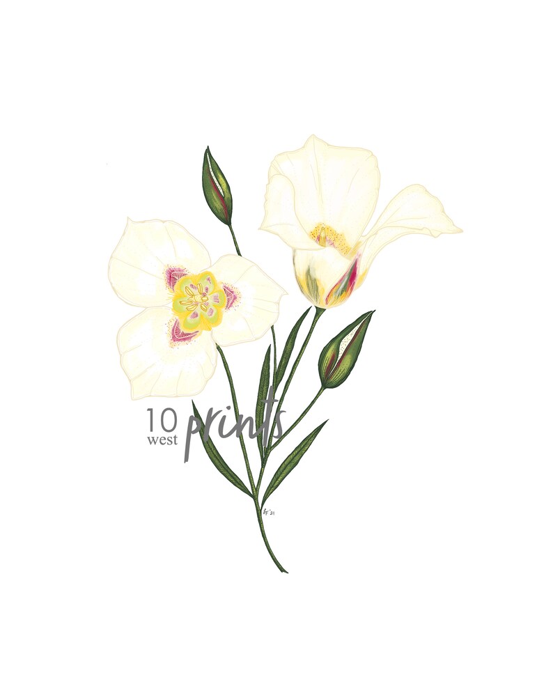 Sego Lily Illustration Print / Printable / Art / Digital Etsy
