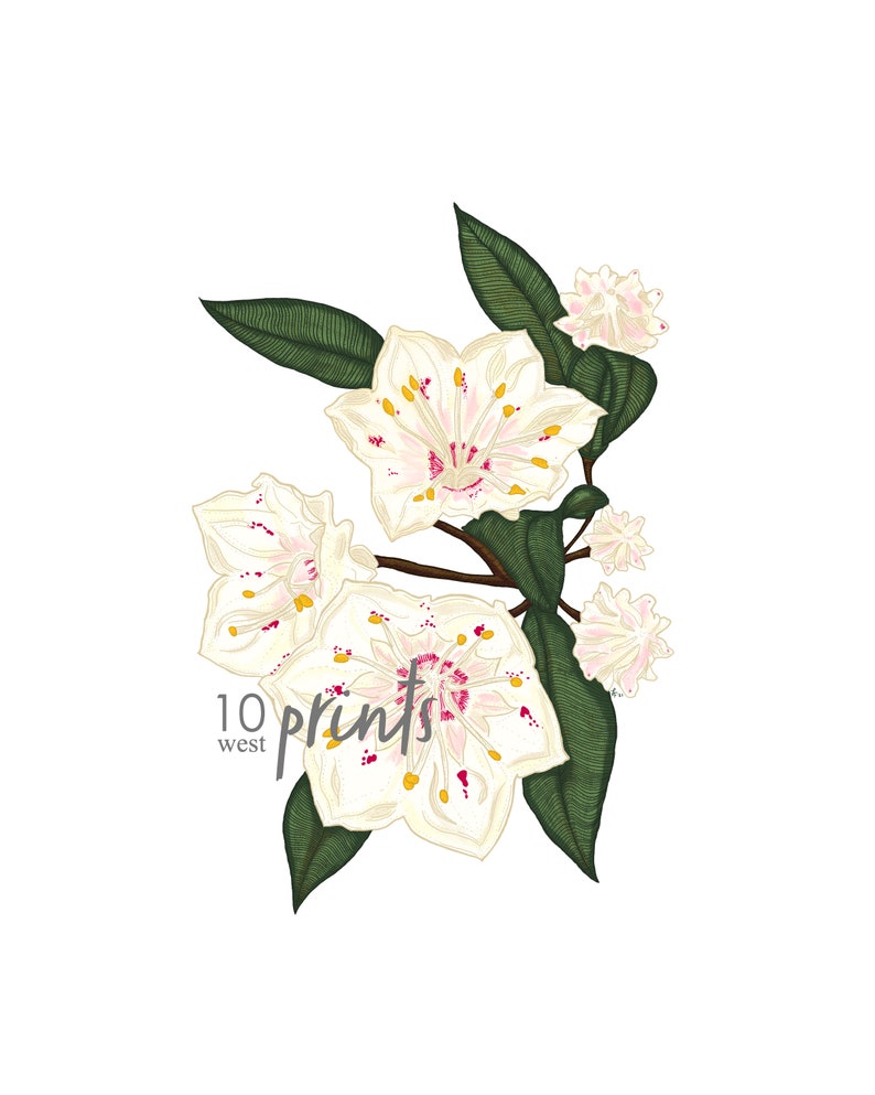 Mountain Laurel Color Illustration / Printable / Art / Digital | Etsy