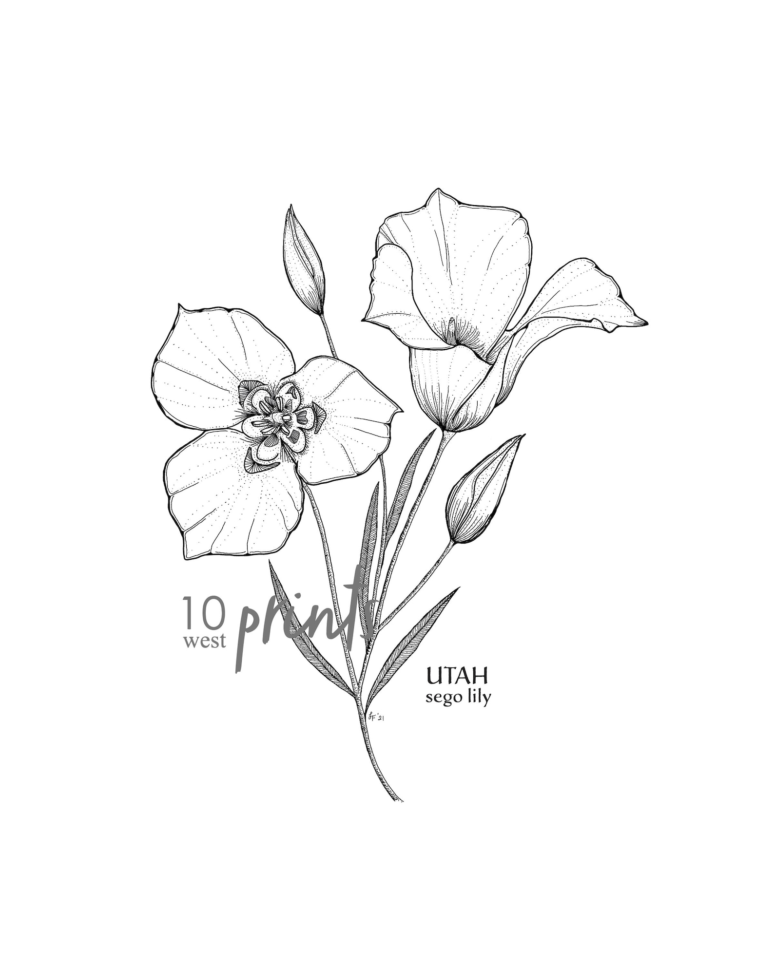 Utah Sego Lily Ink Sketch Print / Printable / Art / Digital Etsy UK