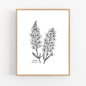 Texas Bluebonnet Ink Sketch Print / Printable / Art / Digital Download ...