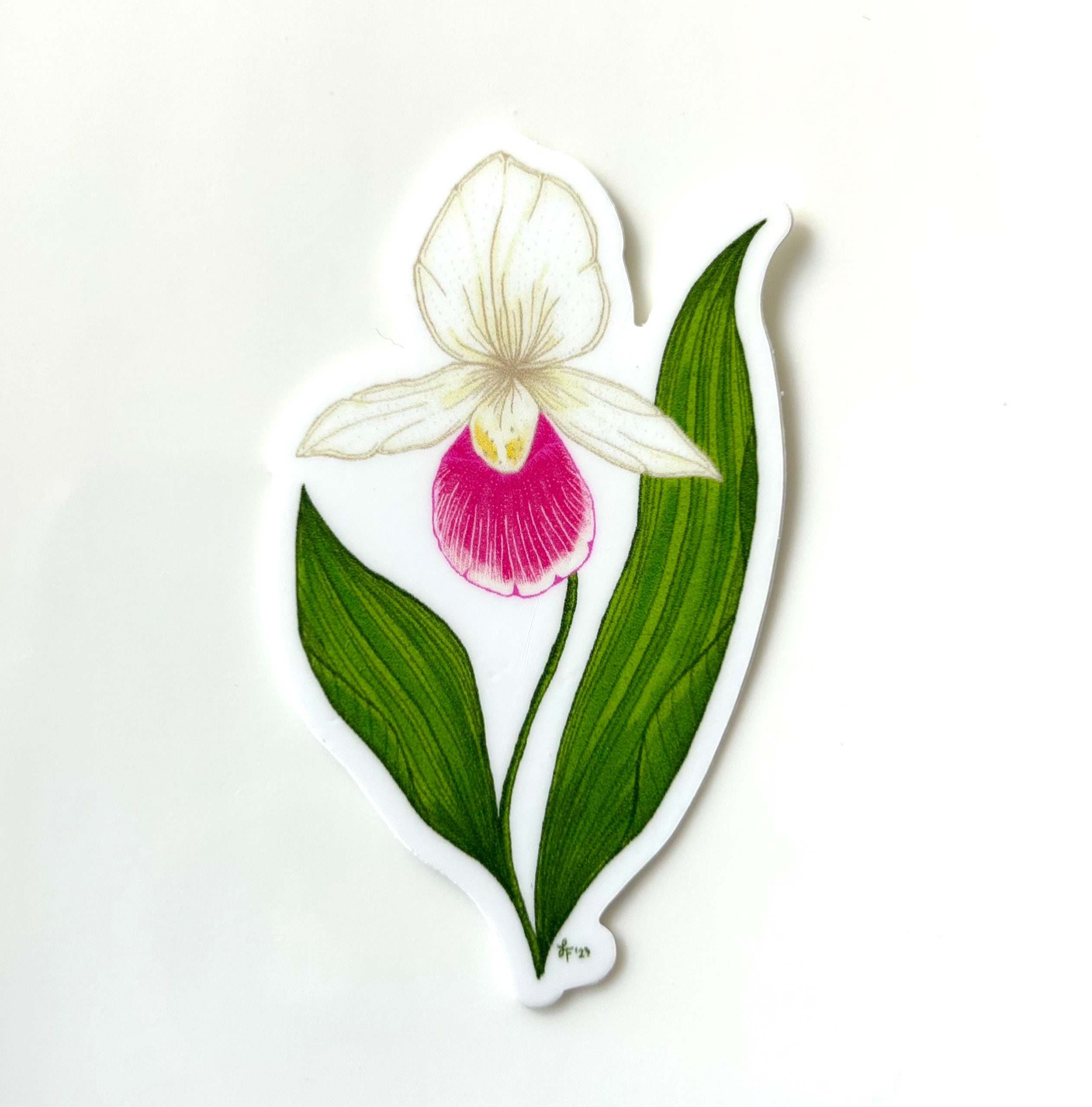 Lady Slipper Flowers