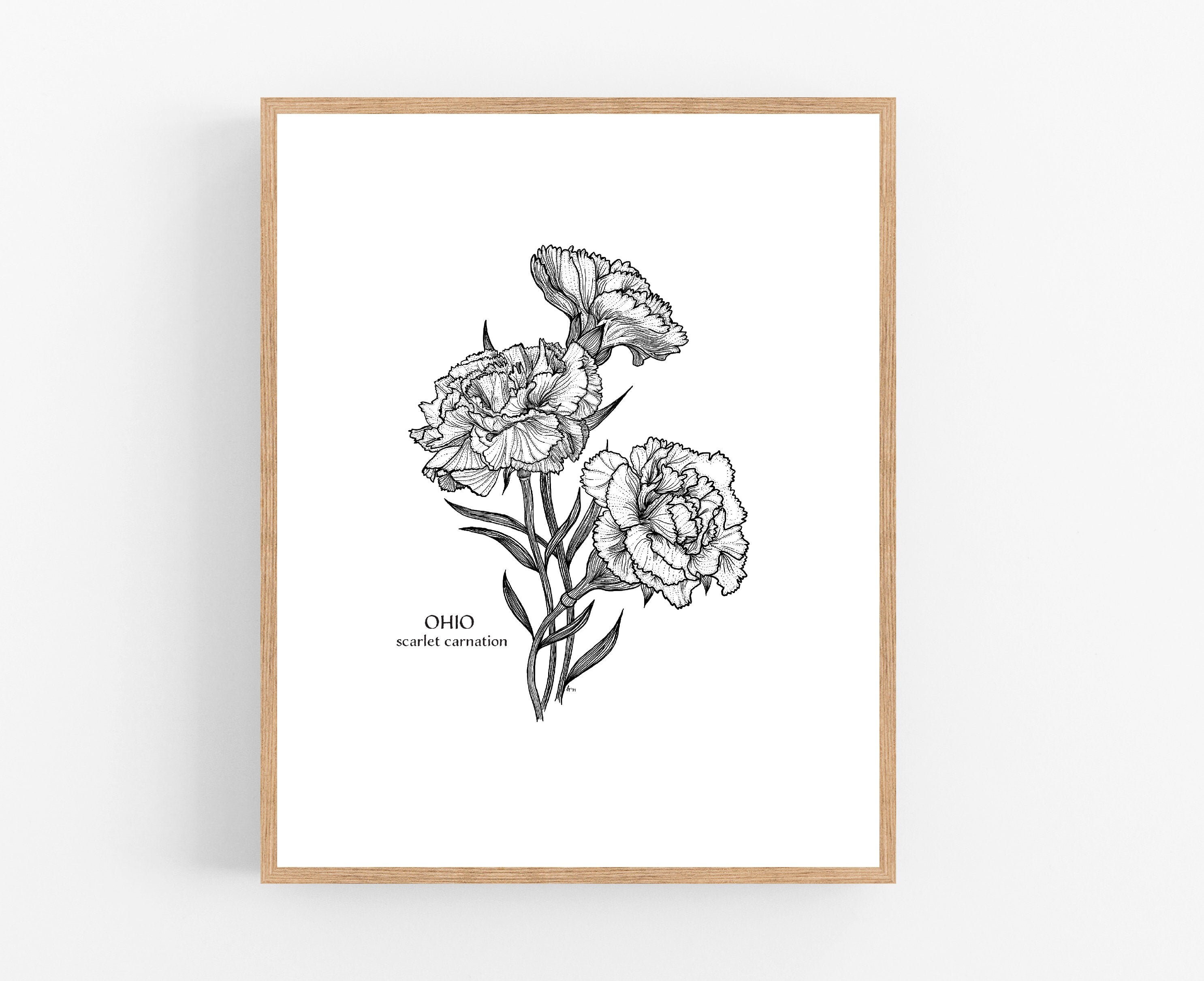 Ohio Scarlet Carnation Ink Sketch Print / Printable / Art