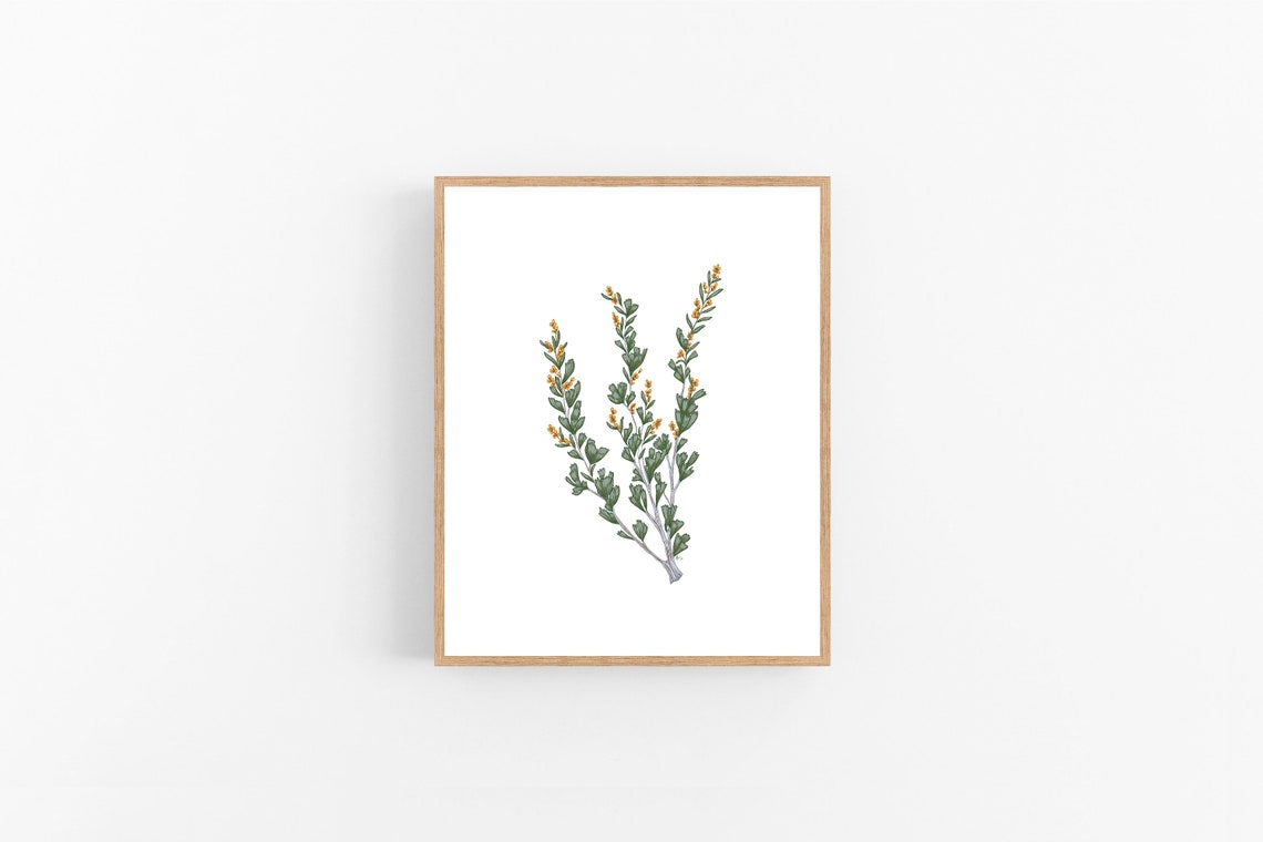 Sagebrush Branch Illustration / Printable / Art / Digital | Etsy