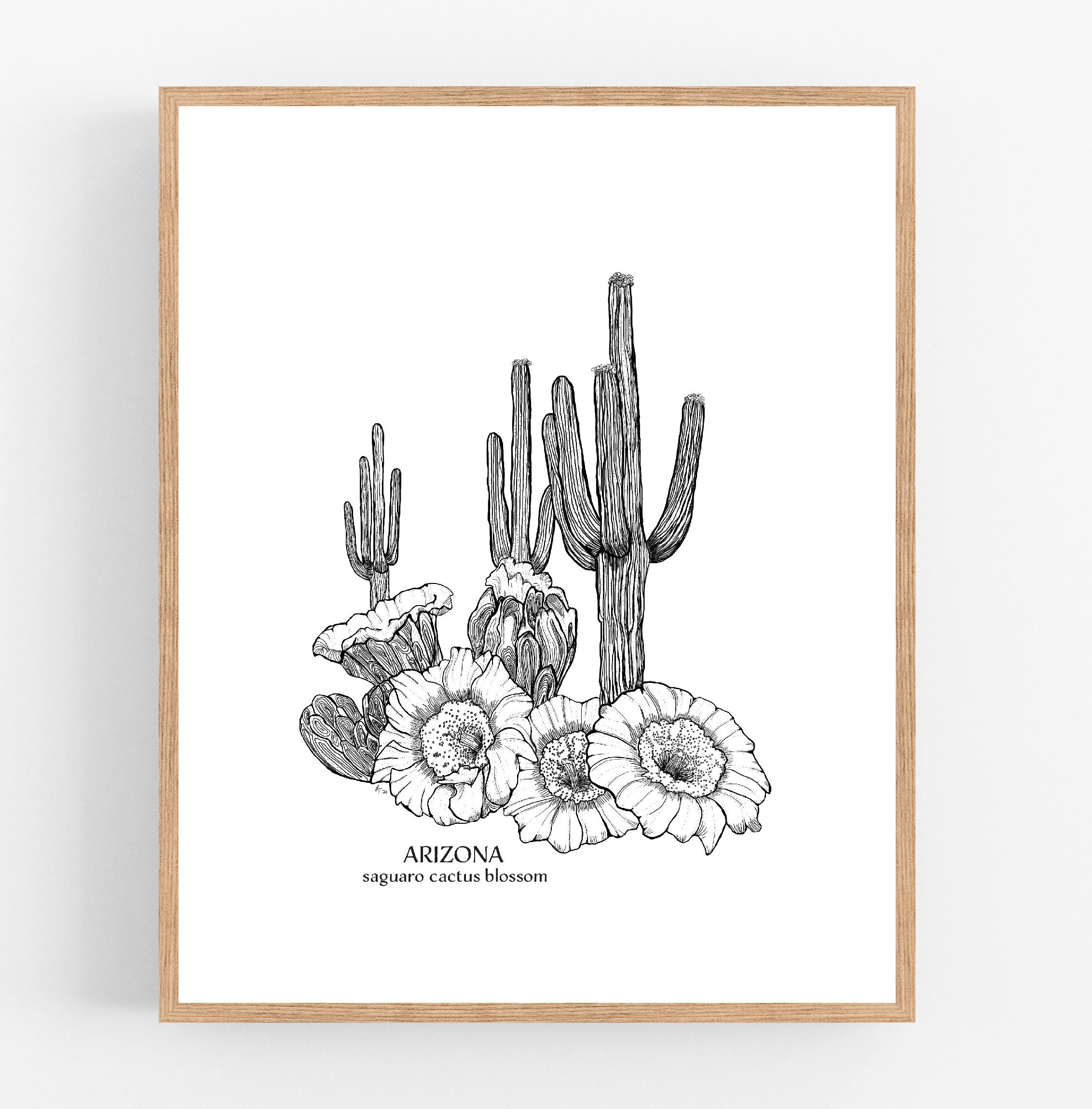 for sale cactus San Pedro Cactus Cuttings main image 0