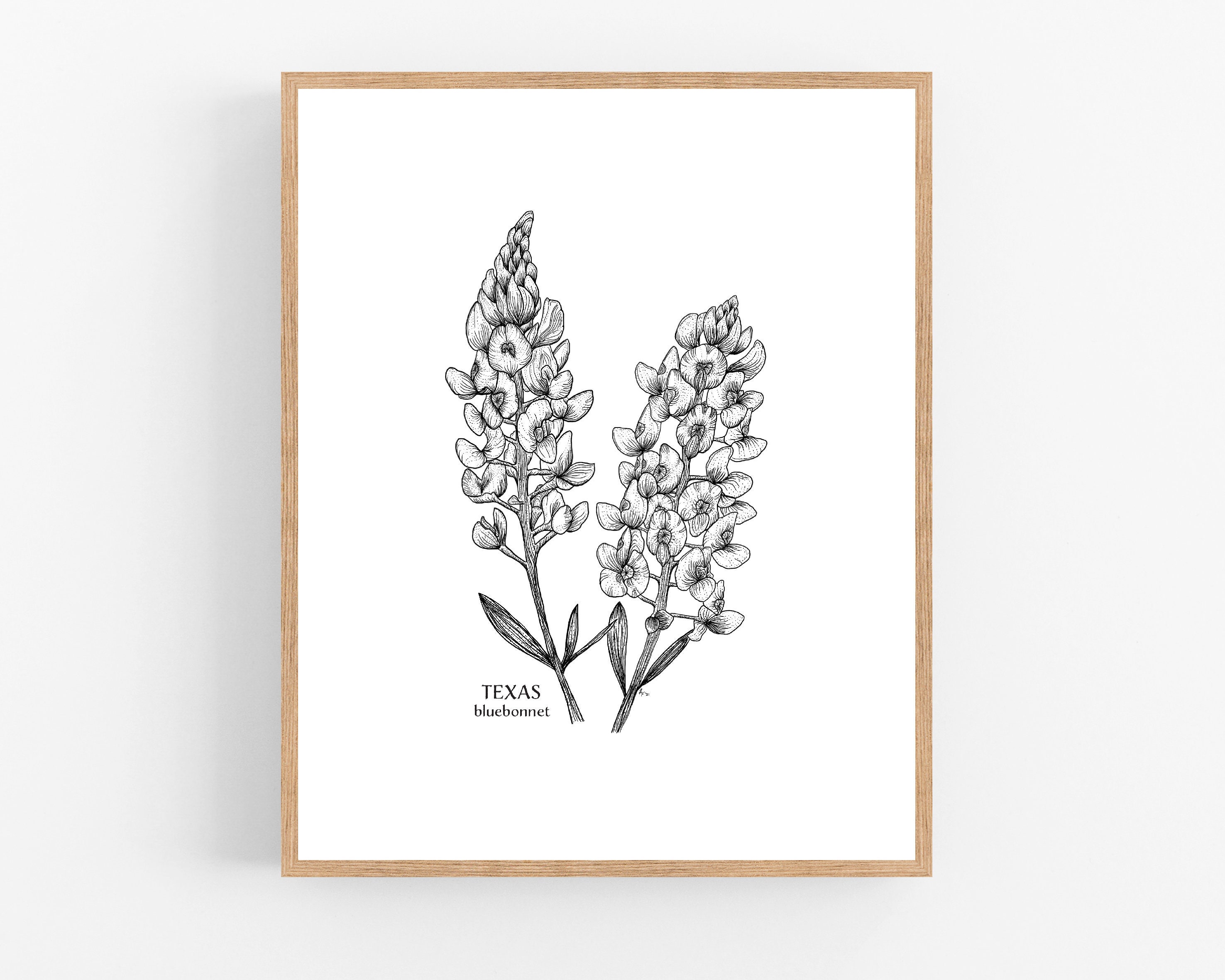 Texas Bluebonnet Ink Sketch Print / Printable / Art / Digital Download /  Pen Sketch / State Flower Print/ Texas / Bluebonnet / Flower - Etsy