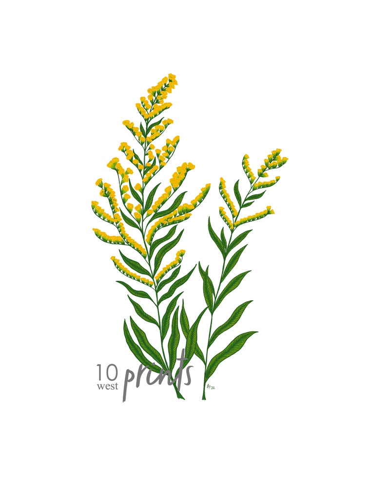 Goldenrod Color Illustration Digital Download / Kentucky and Nebraska ...