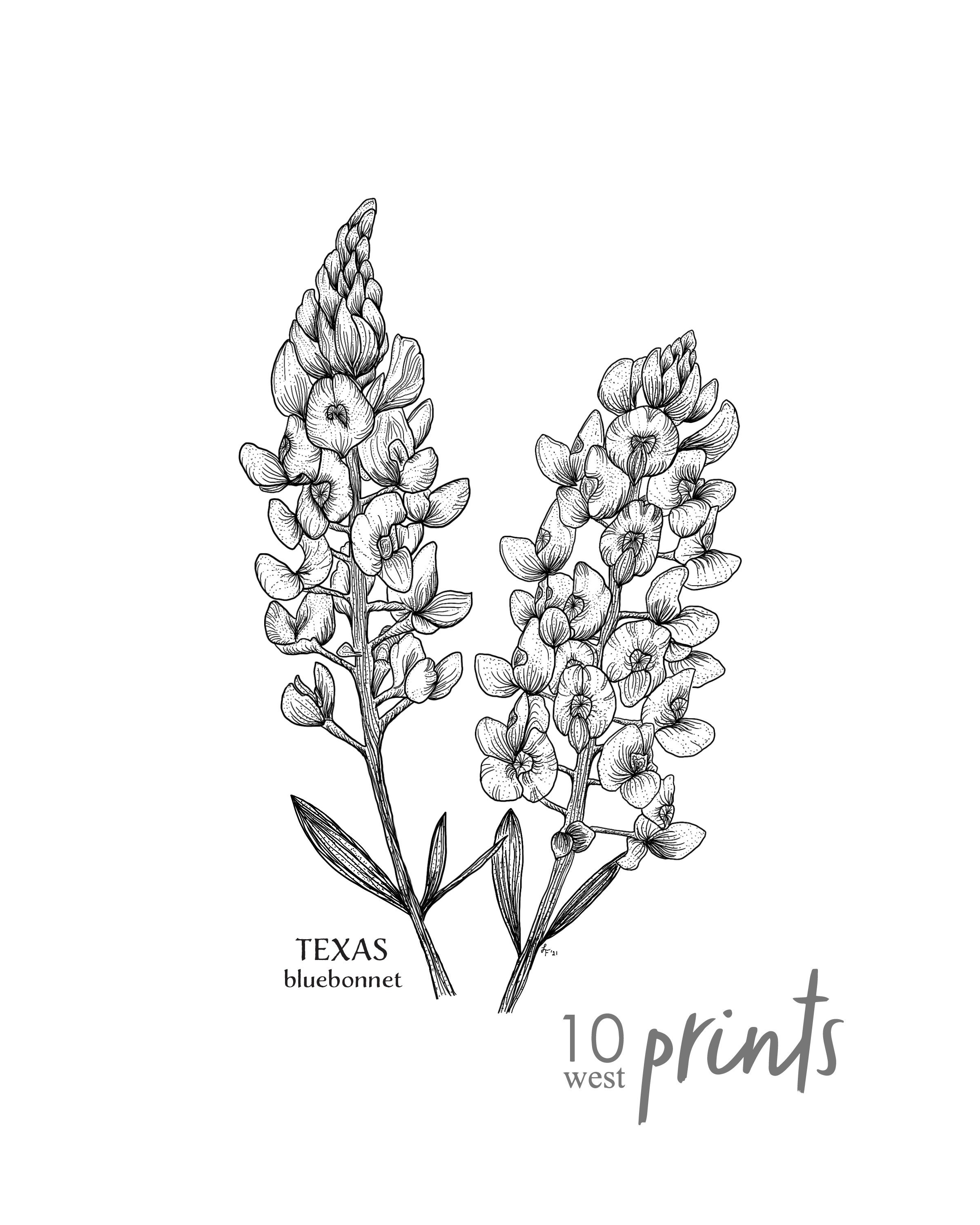 Texas Bluebonnet Ink Sketch Print / Printable / Art / Digital - Etsy