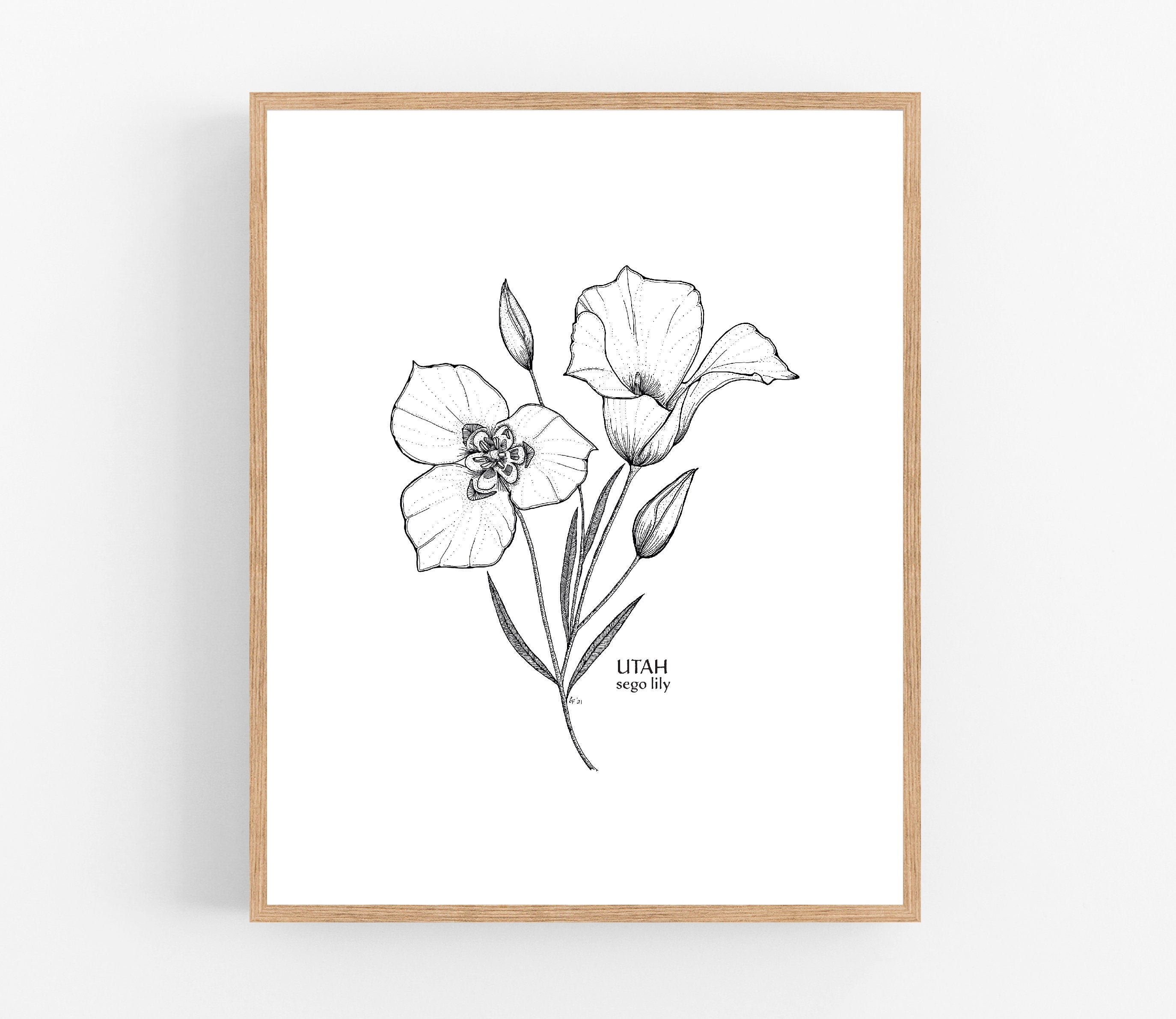 Utah Sego Lily Ink Sketch Print / Printable / Art / Digital Etsy UK