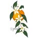 Orange Blossom Illustration / Printable / Art / Digital - Etsy