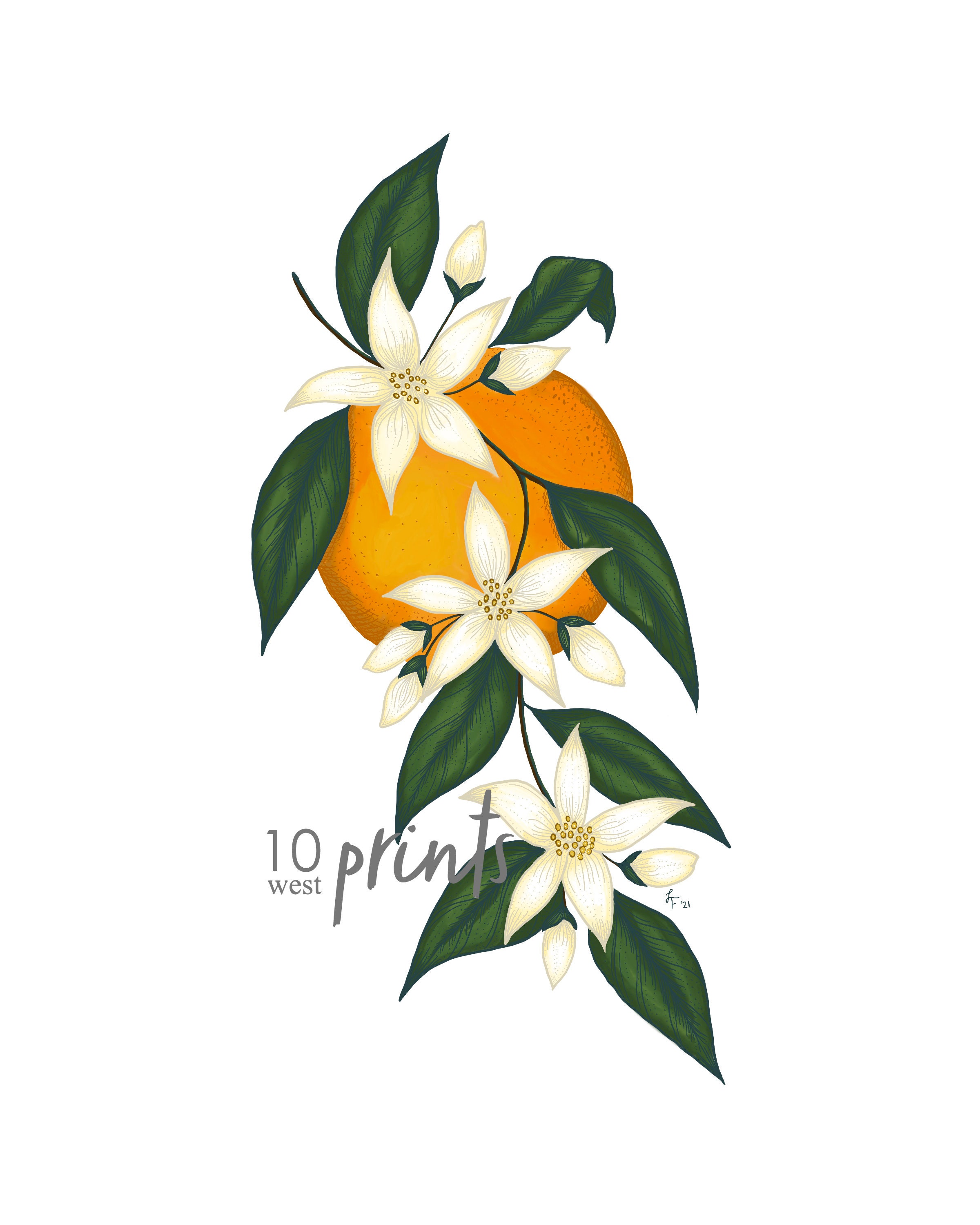 Orange Blossom Illustratie Afdrukbaar Art Digital Download