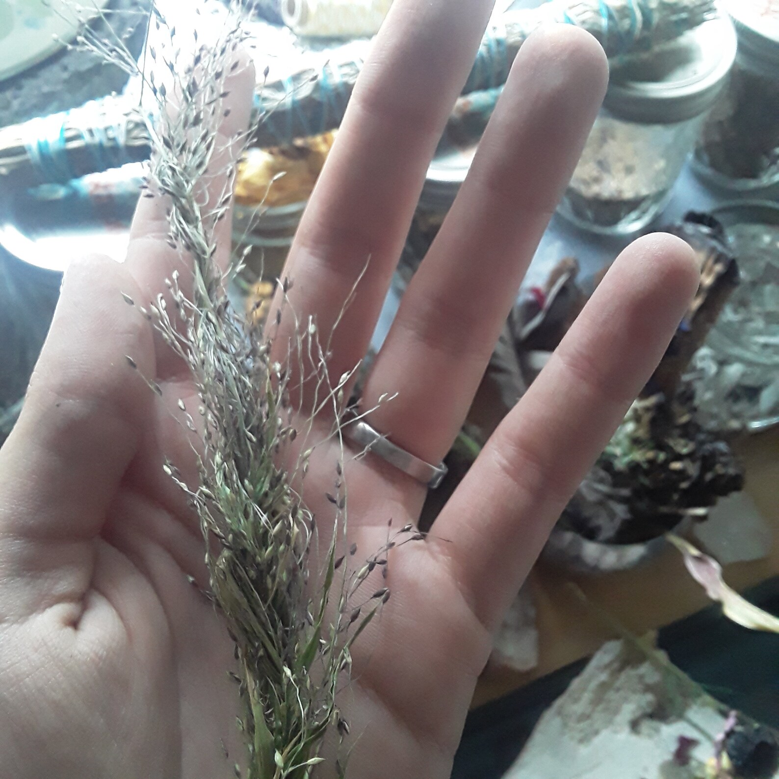 Large Witch Grass Braid. Grass for Protection. Etsy