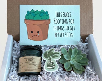 This Succs Gift Box, Live Succulent Gift Box, Sympathy succulent gift, Care Package for friend.