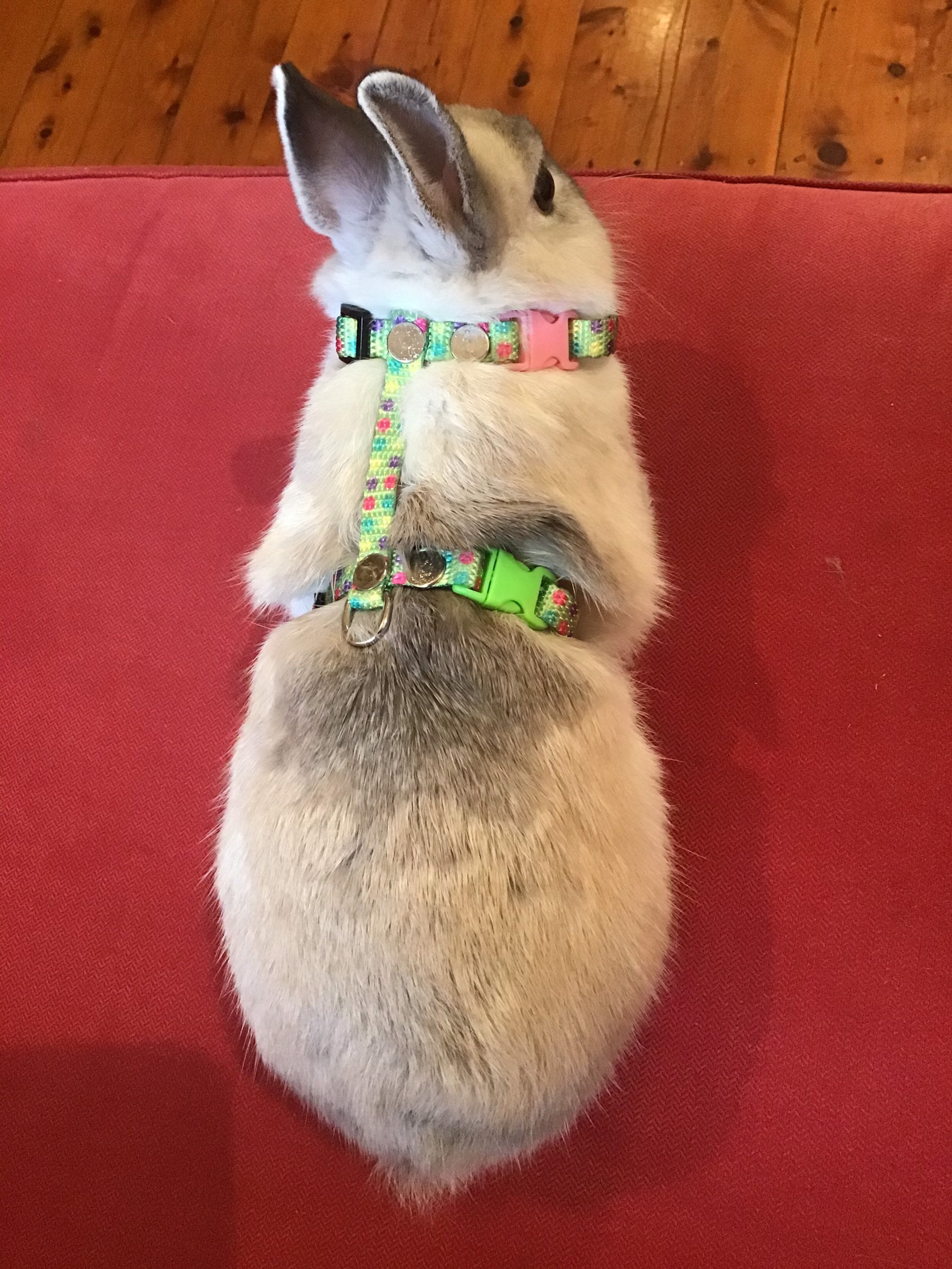 Rabbit Harness candy Dot Pattern.adjustable Rabbit Harness Etsy