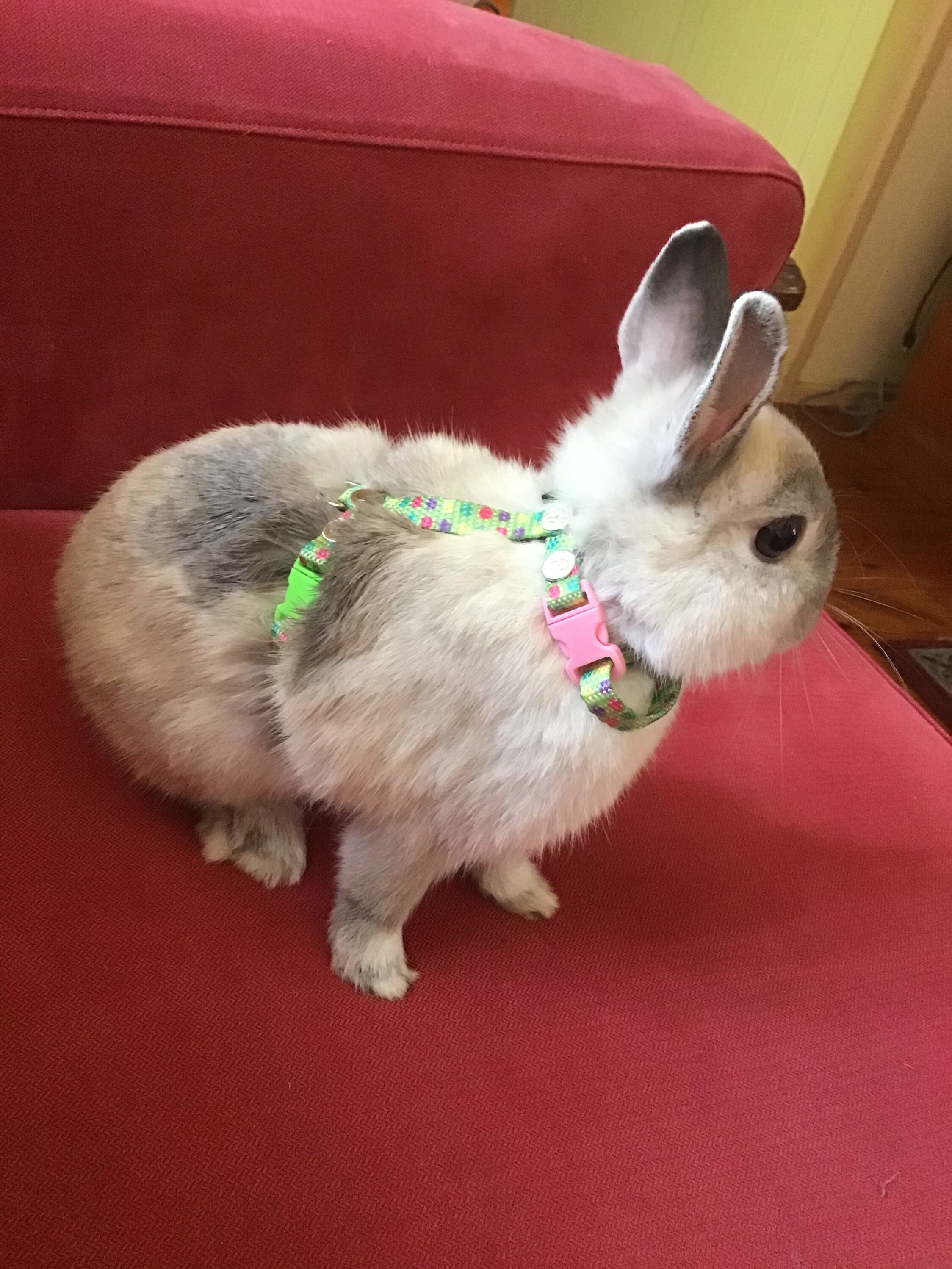 Rabbit Harness Candy Dot Pattern.Adjustable rabbit harness Etsy