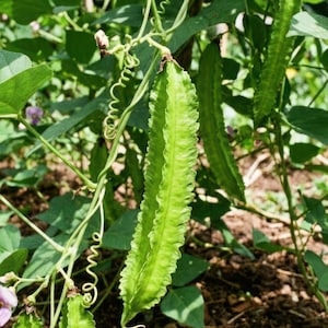 Tetragonolobus purpureus – Asperge-erwt – 200 zaden, zeldzame groenteplant uit het Middellandse Zeegebied – een zeldzaamheid voor de moestuin