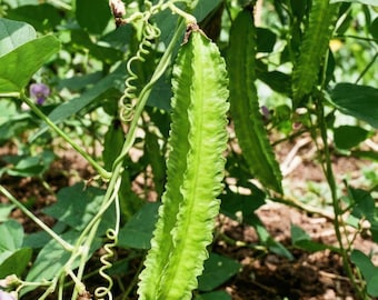 Tetragonolobus purpureus – Asparagus pea – 200 semi, pianta orticola rara del Mediterraneo – una rarità per l’orto