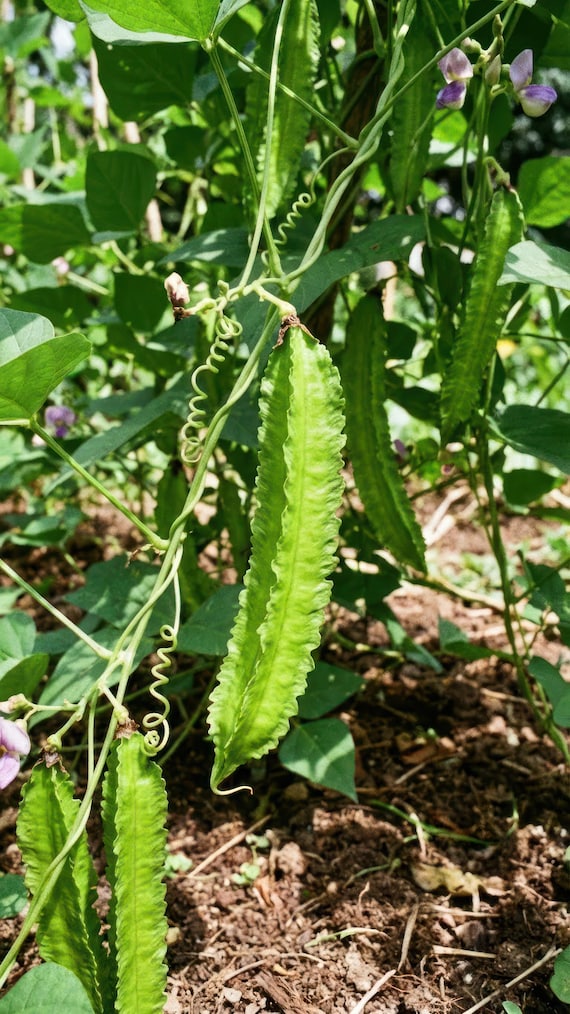 Tetragonolobus Purpureus  Asparagus Pea  200 Seeds, Rare Vegetable Plant  From the Mediterranean  a Rarity for the Vegetable Garden - Etsy Denmark
