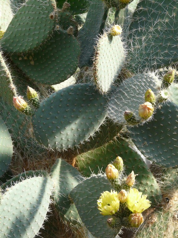 mammillaria elongata rubra Mammillaria elongata 'Red' – Collectors Online main image 0