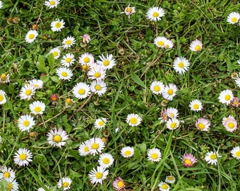 Wild meadow daisy Bellis perennis ground cover for natural garden wild form large pack of 5,000 seeds