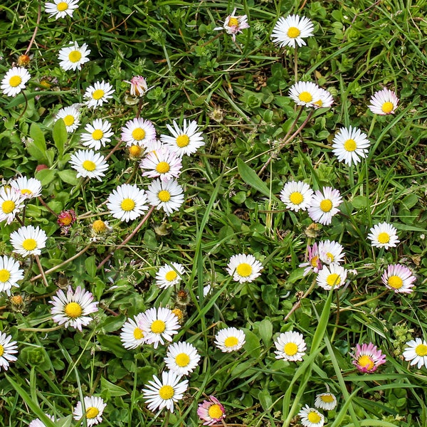 Wildes Wiesen- Gänseblümchen Bellis perennis Bodendecker f. Naturgarten Wildform Großpackung 5.000 Samen