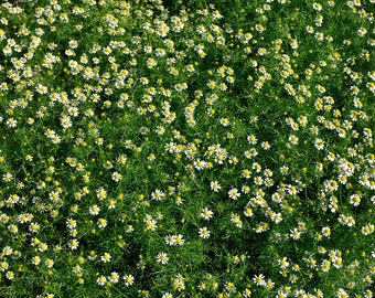 Römische Kamille ca. 10.000 Samen Großpackung f. begehbaren Duftrasen, Kräutergarten, pflegeleichter Rasenersatz