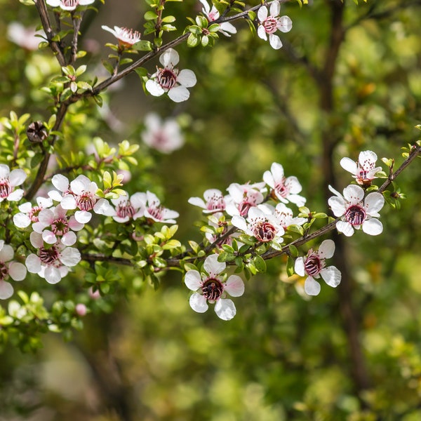 Neuseelandmyrte Leptospermum scoparium Manuka Pflanze winterharte Auslese 10.000 Samen Großpackung