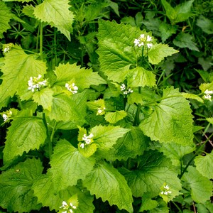 Può includere: Primo piano di piante di aglio orsino. Le piante hanno foglie verde brillante a forma di cuore con bordi dentati. Piccoli fiori bianchi sbocciano in grappoli sulla cima degli steli. Lo sfondo è un misto di fogliame verde.