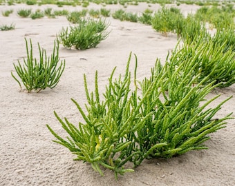 Salicornia europaea - una delicia para gourmets, paquete de 1000 semillas - una planta vegetal rara