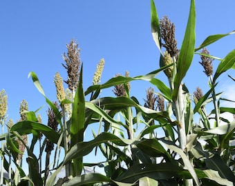 Elefantengras Sommerpampas - Sorghum nigricans 200 Samen schnellwüchsiger Sichtschutz bis 3 Meter hoch