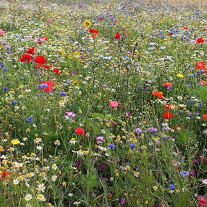 Può includere: Un campo di fiori selvatici di vari colori, tra cui rosso, rosa, viola, giallo e bianco. I fiori crescono in un rigoglioso prato verde.