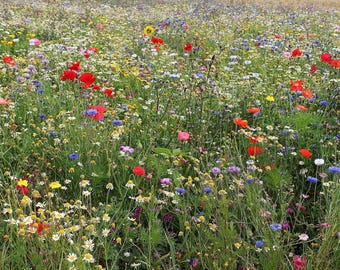 Puede incluir: Un campo de flores silvestres de varios colores, incluyendo rojo, rosa, morado, amarillo y blanco. Las flores crecen en un exuberante prado verde.