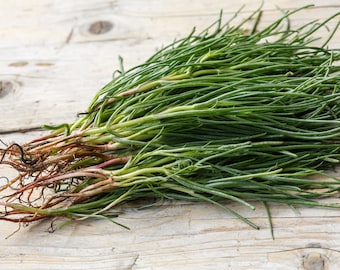 Agretti Salzkraut Mönchsbart Salsola soda - italienisches Trendgemüse 200 Samen f. Feinschmecker