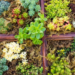 Cultivo de piedra de mezcla de Sedum, más de 20 especies resistentes, aproximadamente 10 000 semillas para techos verdes, jardines de rocas y muros de piedra seca.