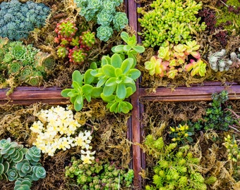 Sedum Mixture Stonecrop más de 20 especies resistente aproximadamente 10,000 semillas para techos verdes, jardines de rocas, paredes de piedra seca