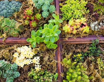 Sedum-mix (vetkruid) met meer dan 20 soorten, winterhard, ca. 10.000 zaden voor groene daken, rotstuinen en droog gestapelde stenen muren