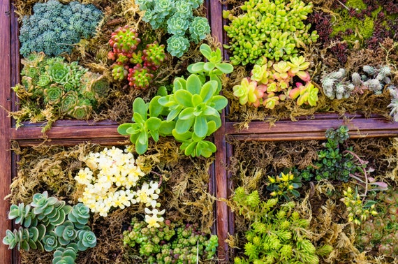 Sedum Mischung Fetthenne ber 20 Arten winterhart ca. 10.000 Samen fr  Dachbegrnung, Steingarten, Trockenmauer - Etsy sterreich
