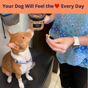 Puede incluir: Un perro marr&oacute;n y blanco con un collar azul y blanco mira hacia arriba a un frasco de pl&aacute;stico transparente lleno de golosinas con forma de hueso etiquetado como TREATS. El texto Your Dog Will Feel the Heart Every Day aparece arriba.