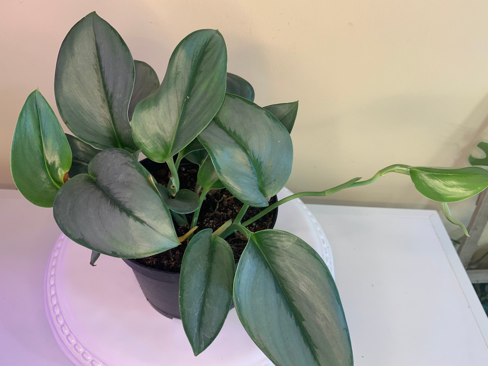 Scindapsus Treubii Moonlight 6inch pot FULL PLANT C4 | Etsy