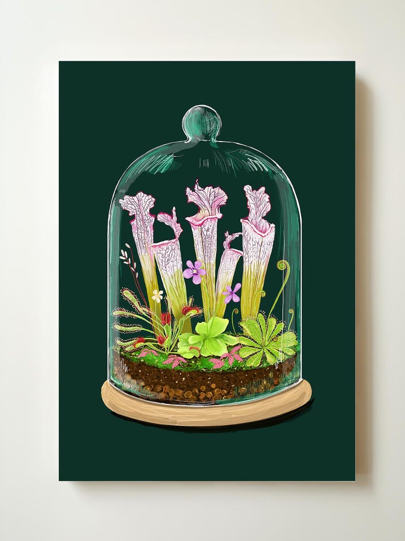 Carnivorous Plants Art Print - Etsy