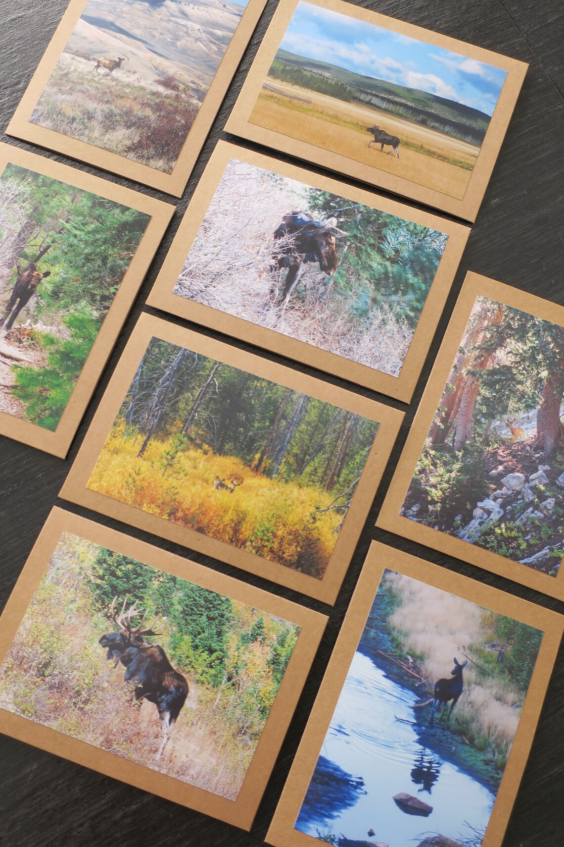 8 Handmade Nature Photo Blank Greeting Card/note Cards Cervidae Moose