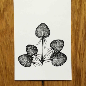 Water snowflake - Nymphoide hydrophylla -  Print of an ink drawing