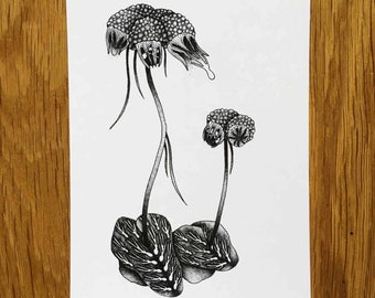 Asterella australis - Impression d’un dessin à l’encre